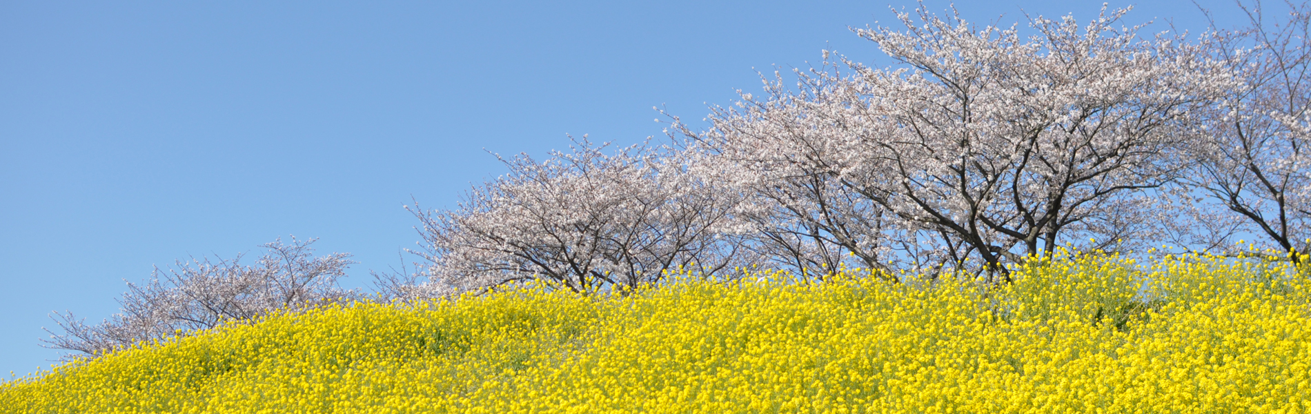 なのはな薬局 茨城県猿島郡境町